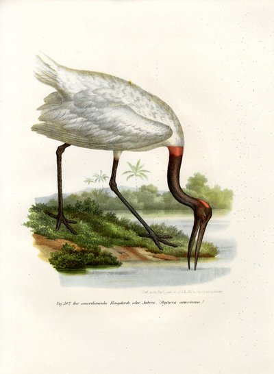 American Wood Ibis by German School